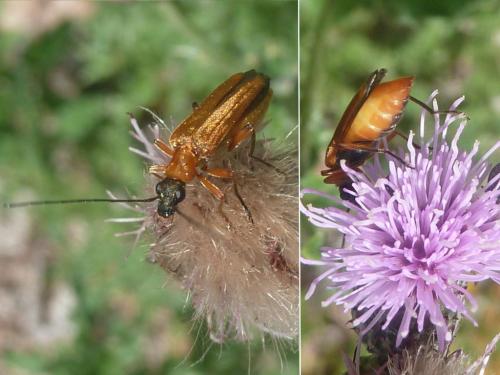 Réf. 185 388 : Oedemera podagrariae